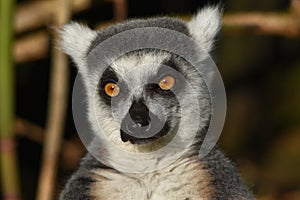 A profile shot of a ring tail lemur