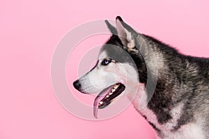 Profile side photo of adorable dog alaskan malamut look copyspace advertise for pet shop isolated pastel color