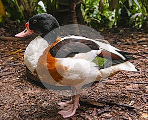 Profile side view of a male Eurasian Common Shelduck Tadorna tadorna