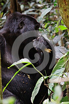 A profile of a silver-back Gorilla chewing on a branch in the forest