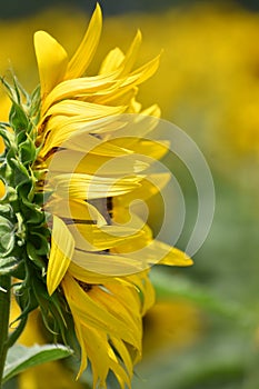 Profile of a Single Sunflower in Bailey Texas