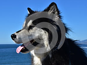 Profile of a Sled Dog Sitting By the Ocean