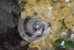 Profile of a Small North American River Otter