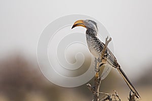 Profile of a Southern Yellow-Billed Hornbill