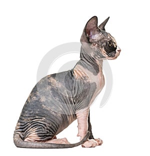 Profile of a Sphynx kitten sitting
