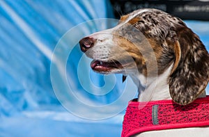 Profile of a Spotted Dapple Dachshund Dog