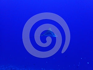 Profile Spotted Eagle Ray Deep Blue Underwater