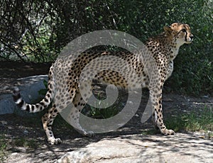 Profile of a Standing Cheetah on a flat Rock