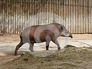 Profile of a tapir
