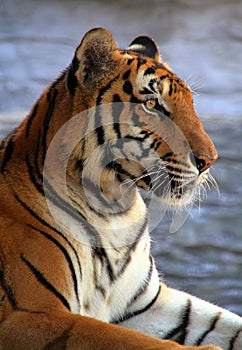 Profile of tiger