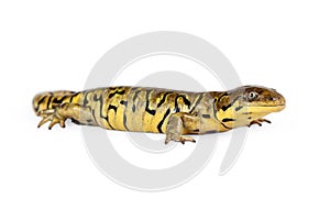 Profile of Tiger Salamander