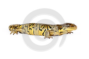 Profile of Tiger Salamander photo