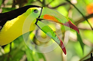 Profile of Toucan parrot
