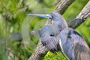 Profile Of A Tri-Colored Heron In Breeding Colors