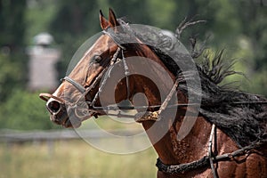 Profile of a trotter horse close up in motion