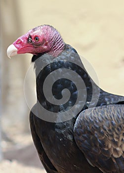 A Profile of a Turkey Vulture, Cathartes aura