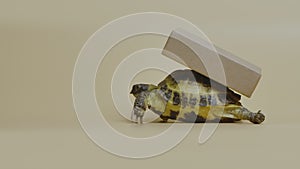 Profile of a turtle with a cardboard box on a shell on a beige background in the studio. An exotic reptile delivers a