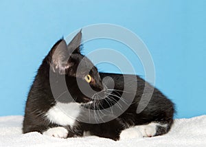 Profile of a tuxedo kitten laying on white blanket facing viewers right