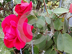 Profile of two beautiful pink roses and green leaves on the right! Romantic!