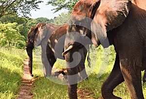 Profile of two elephants