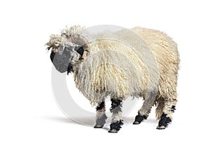 Profile of a Valais Black nose sheep, isolated photo