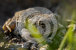 Profile of a very Small Toad