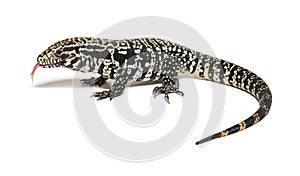 Profile view of Argentine black and white tegu sniffing with its