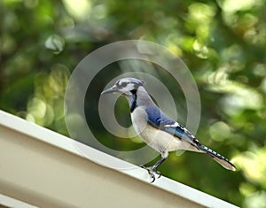 Profile view of a beautiful blue jay bird