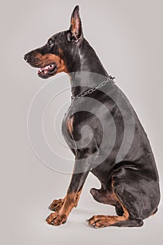 Profile view of big black dog with cropped ear and tail