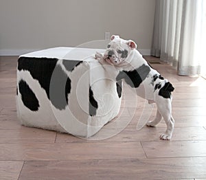 Profile view of black and white bulldog puppy dog leans on block