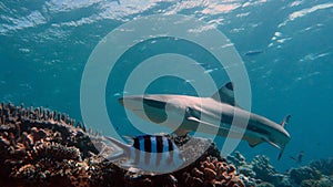 Profile view of a Blacktip Reef Shark