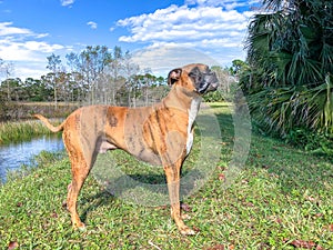 profile view of boxer dog on levee