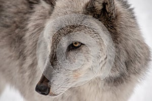 A profile view of a British Columbian wolf