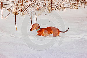 Profile view of a brown dachshund walking and jumping on abundant snow