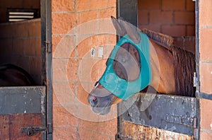 Profile view of a brown horse head wearing a mesh fly mask in the stable