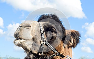 Profile view of the camel`s head on a blue sky background.