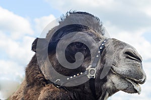 Profile view of the camel`s head on a cloudy sunny day.