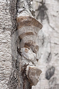 Profile View - Chaga Fruiting Body on Poplar Tree