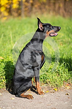 Profile view of the dobermann with lead is sitting