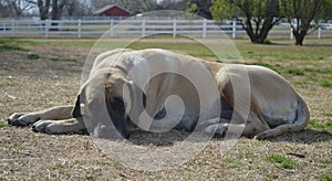 Profile view of a female purebred English Mastiff Dog laying on the ground outside in the summer