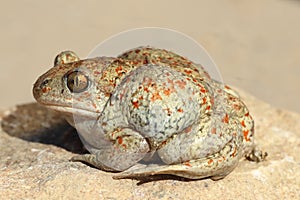 Profile view of garlic toad photo
