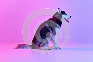 Profile view of groomed puppy of Husky dog sitting on floor and looking at side isolated on pink-purle background in