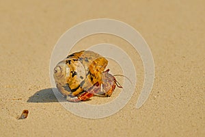 A profile view of a hermit crab