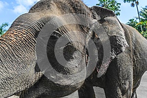 Profile view of huge Sumatra elephant trying to reach something with his trunk