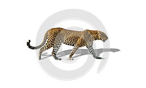 Profile view of leopard walking isolated on white with shadow