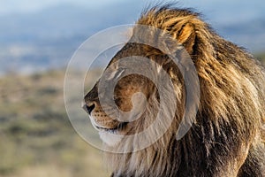 Profile view of a Lion King of the wild