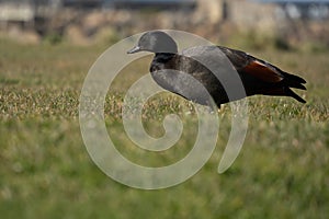 Profile view of male paradise shelduck at ?amaru Harbour.