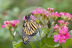 Profile view of newly emerged Monarch Butterfly on pink succulent flowers