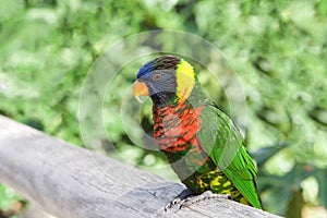 Profile view of one Lorikeet on a wood fence