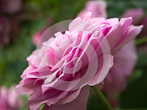 Profile of the petals of a pink rose
